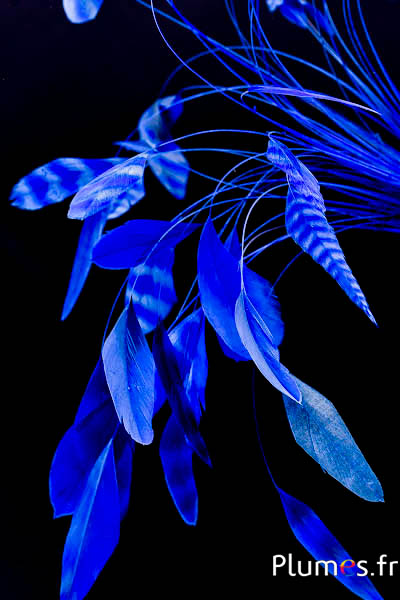 Piume sbiancate e colorate – Gallo